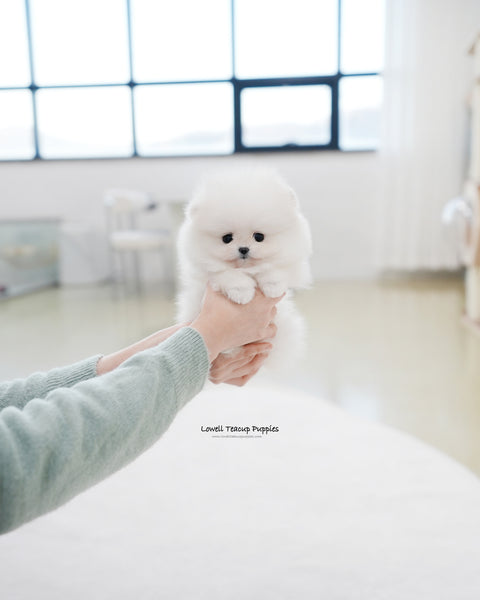 Teacup Pomeranian Female [Bianca]