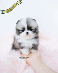 Teacup Pomeranian Female [Sienna]