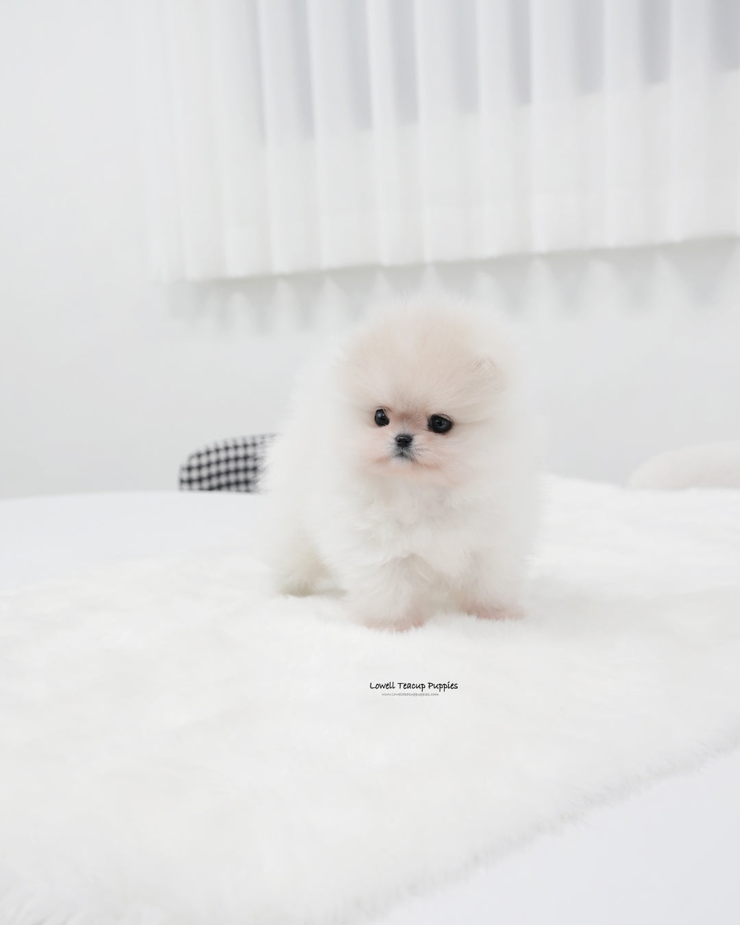 Teacup Pomeranian Male [Sam]