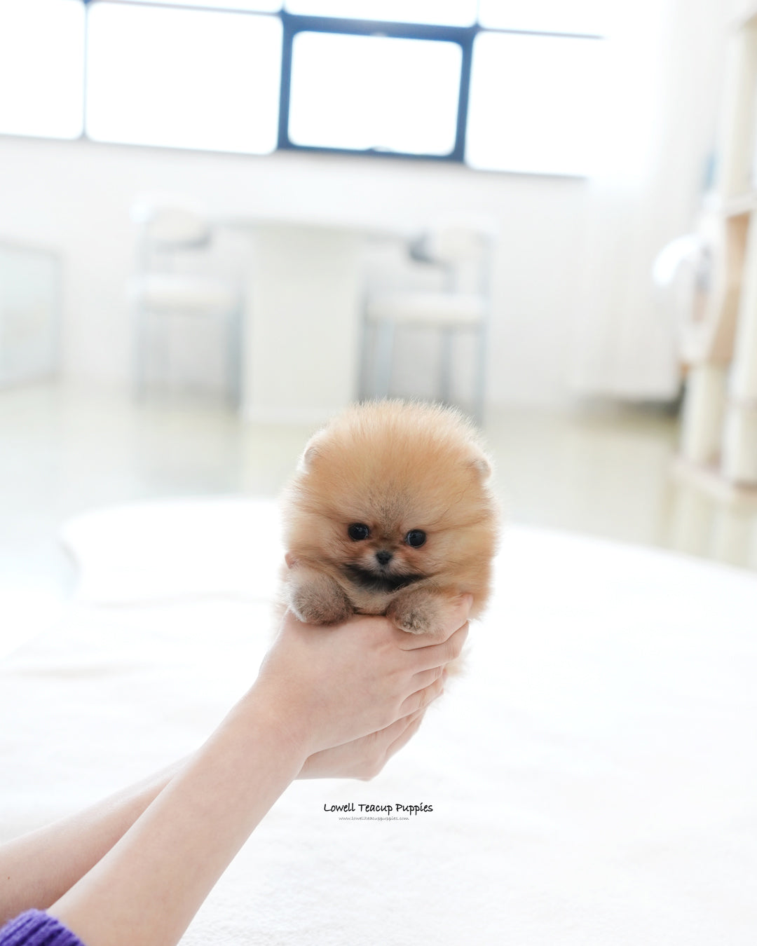 Teacup Pomeranian Male [Marco]