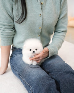 Teacup Pomeranian Male [Mori]