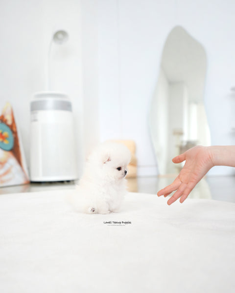 Teacup Pomeranian Female [Iona]