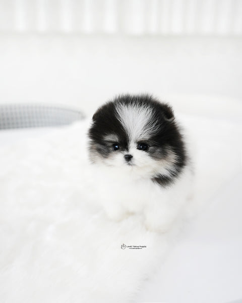 Teacup Pomeranian Female [Linda]