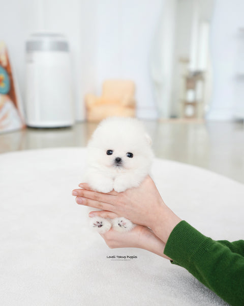 Teacup Pomeranian Female [Iona]