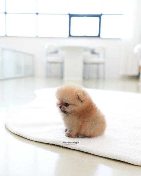 Teacup Pomeranian Male [Marco]