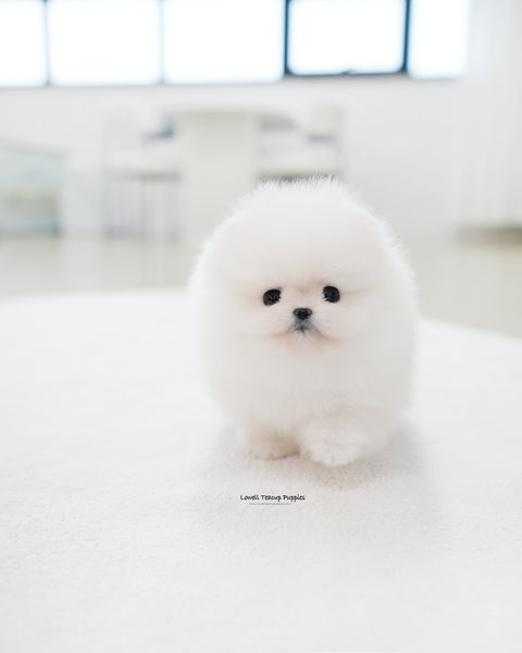 Teacup Pomeranian Female [Bianca]