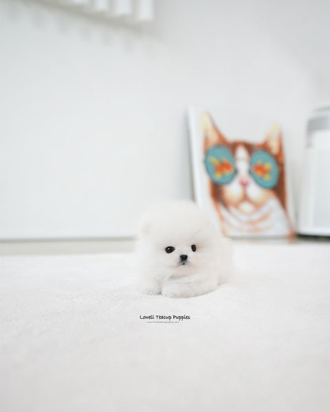 Teacup Pomeranian Male [Mori]