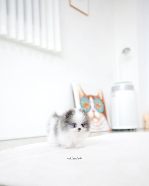 Teacup Pomeranian Female [Prada]