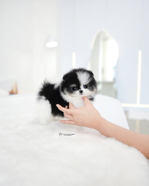 Teacup Pomeranian Female [Linda]