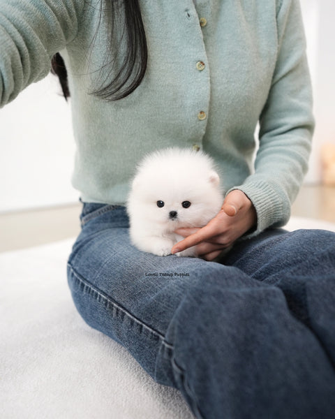 Teacup Pomeranian Male [Mori]