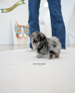 Teacup Pomeranian Male [Benz]