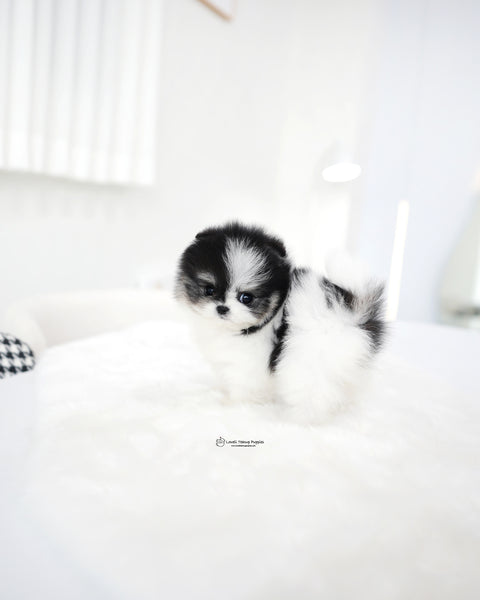 Teacup Pomeranian Female [Linda]