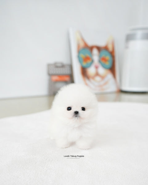 Teacup Pomeranian Female [Iona]