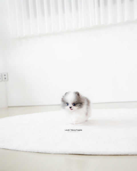 Teacup Pomeranian Female [Prada]