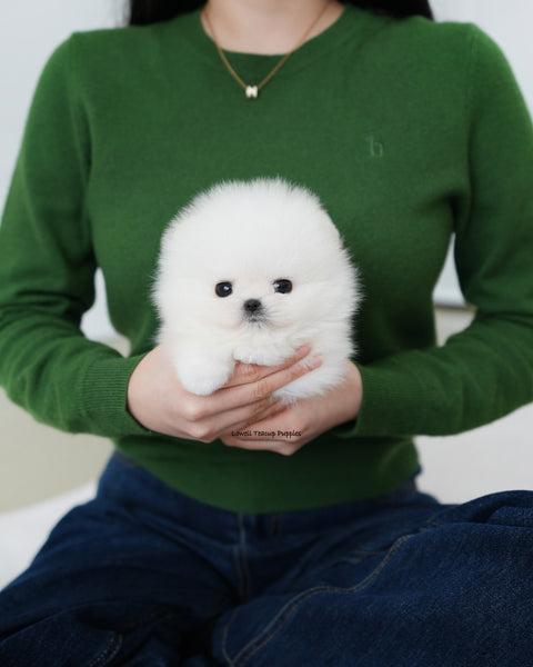 Teacup Pomeranian Female [Iona]