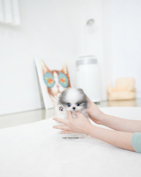 Teacup Pomeranian Female [Prada]