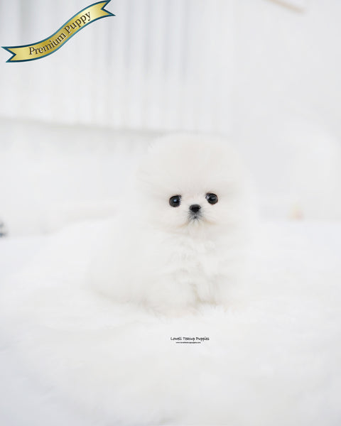 Teacup Pomeranian Female [Enfant]