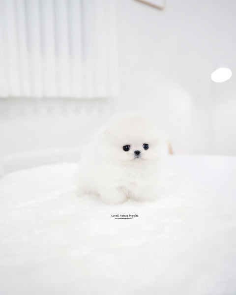 Teacup Pomeranian Female [Enfant]