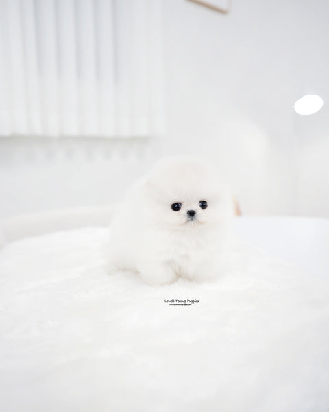 Teacup Pomeranian Female [Enfant]