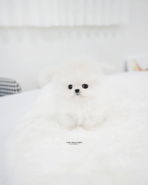 Teacup Pomeranian Female [Enfant]