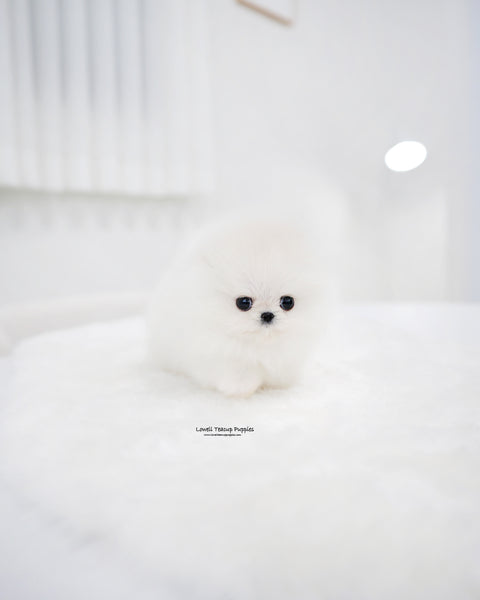 Teacup Pomeranian Female [Enfant]