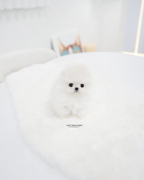 Teacup Pomeranian Female [Enfant]