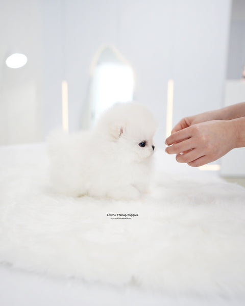 Teacup Pomeranian Female [Enfant]