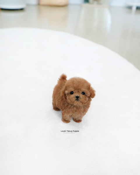 Teacup Poodle Male [Reo]