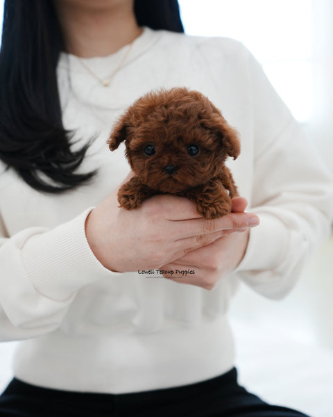 Teacup Poodle Male [Pepsi]