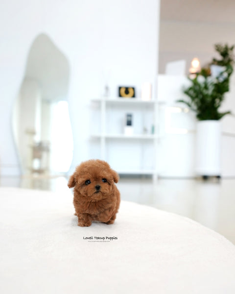 Teacup Poodle Female [Ruby]