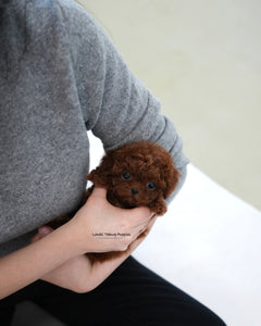 Teacup Poodle Male [Max]