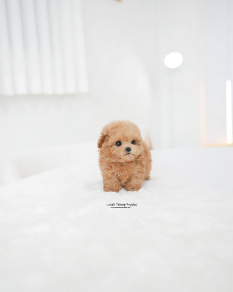 Teacup Poodle Female [Evelyn]