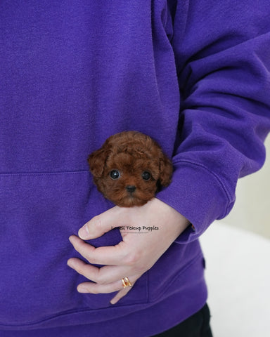 Teacup Poodle Female [Dara]