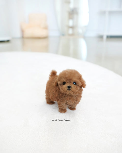 Teacup Poodle Male [Reo]