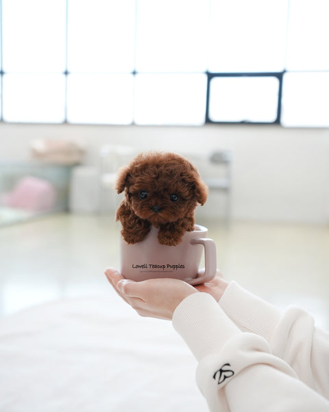 Teacup Poodle Male [Pepsi]