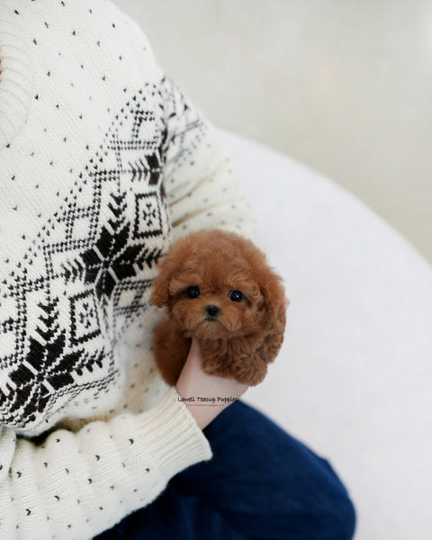 Teacup Poodle Female [Ruby]