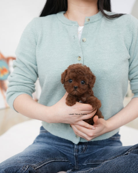 Teacup Poodle Female [Dara]