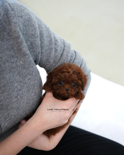 Teacup Poodle Male [Max]