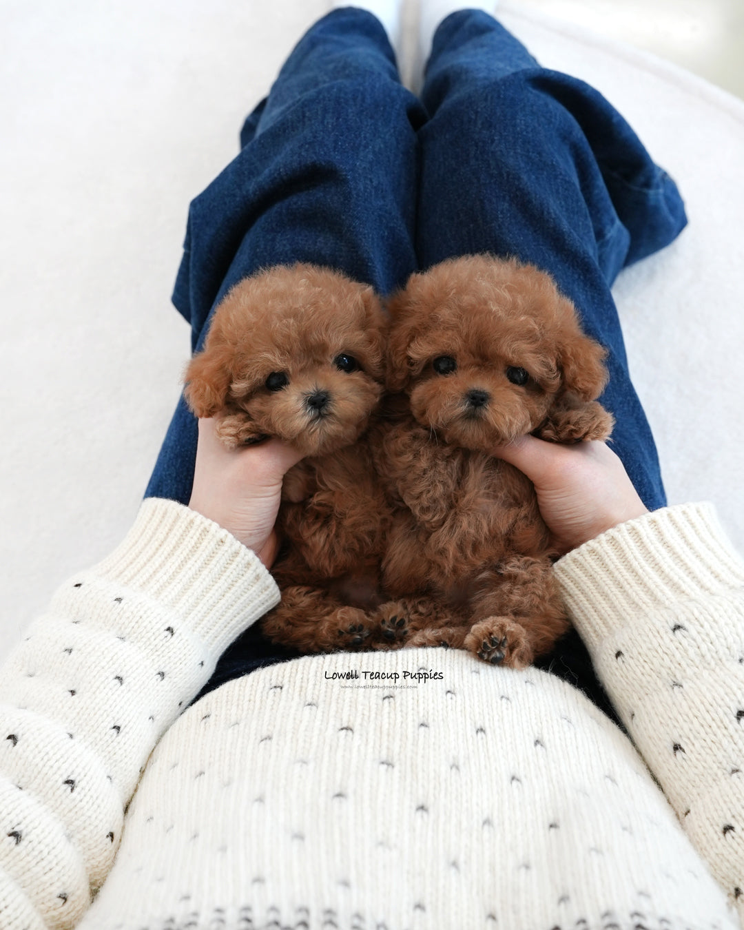 Teacup Poodle Male [Reo]