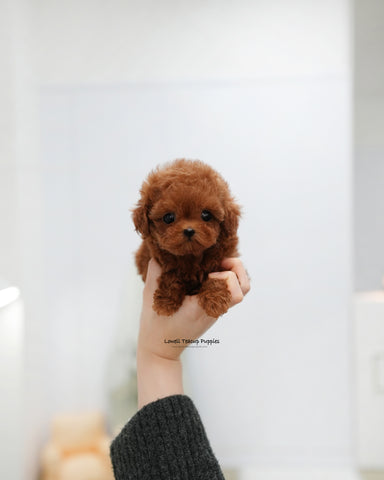 Teacup Poodle Female [Remi]