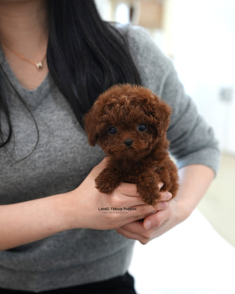 Teacup Poodle Male [Max]