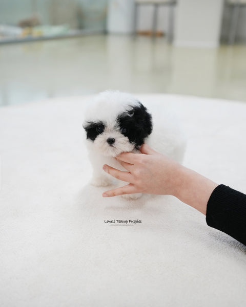 Teacup Poodle Male [Rocky]