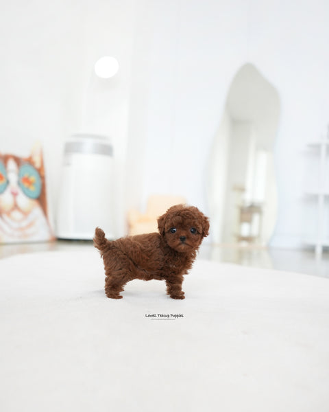 Teacup Poodle Female [Dara]