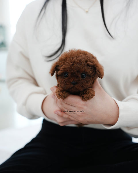 Teacup Poodle Male [Pepsi]