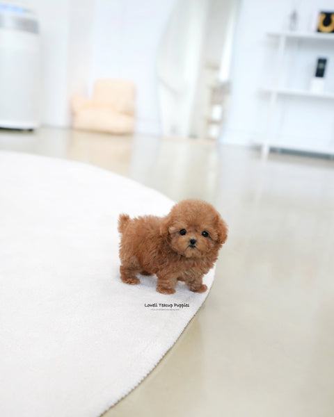 Teacup Poodle Male [Reo]