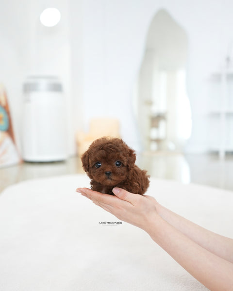 Teacup Poodle Female [Dara]