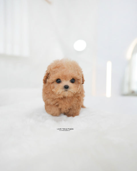 Teacup Poodle Female [Evelyn]