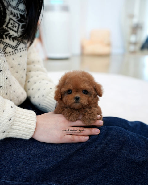 Teacup Poodle Female [Ruby]