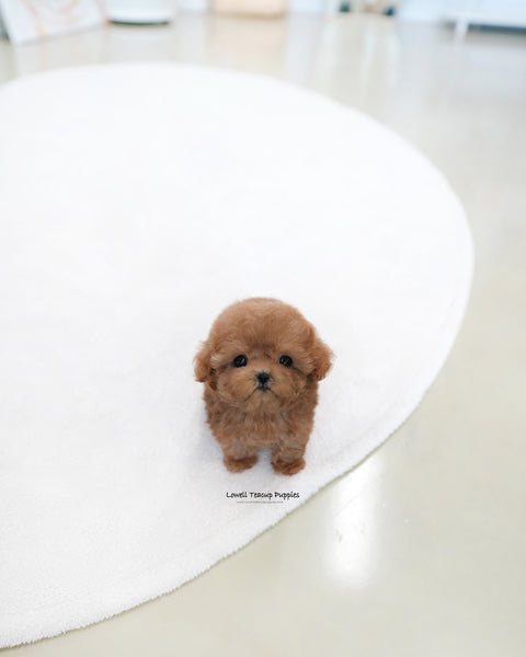 Teacup Poodle Male [Reo]