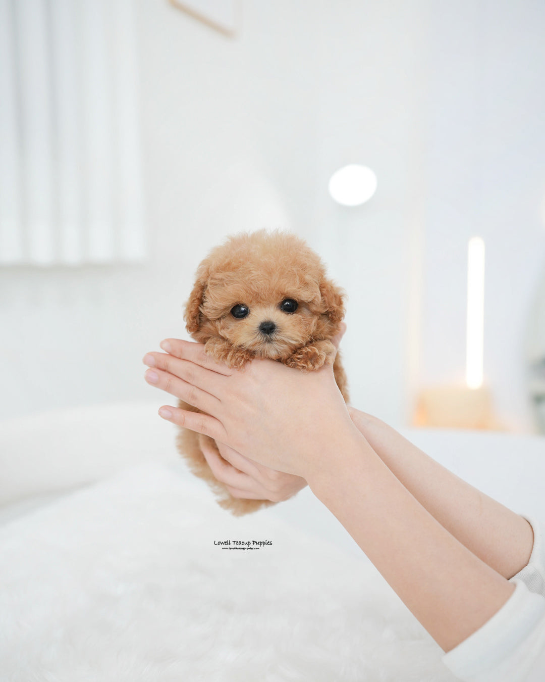 Teacup Poodle Female [Evelyn]